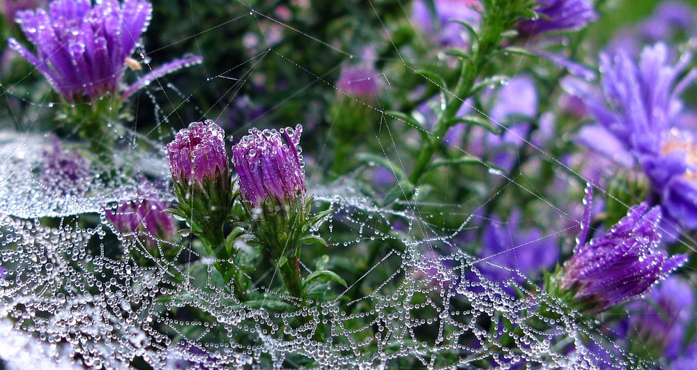 Morgentau im Garten der Natur