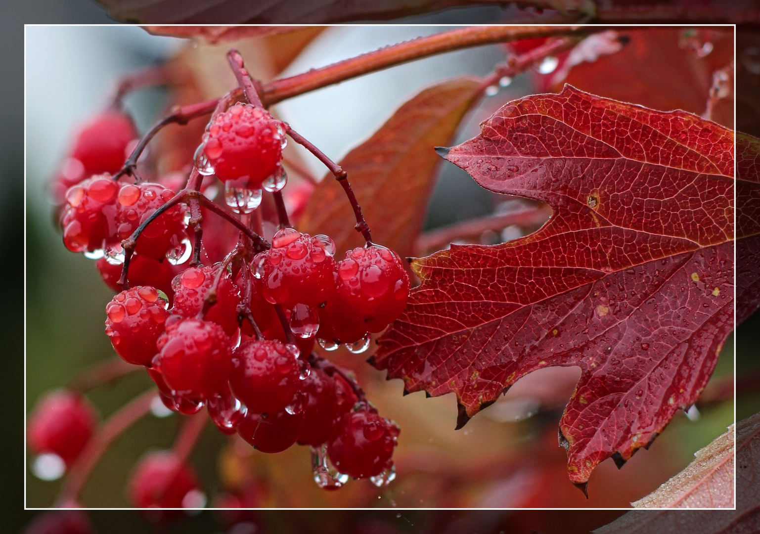 Morgentau im Herbst