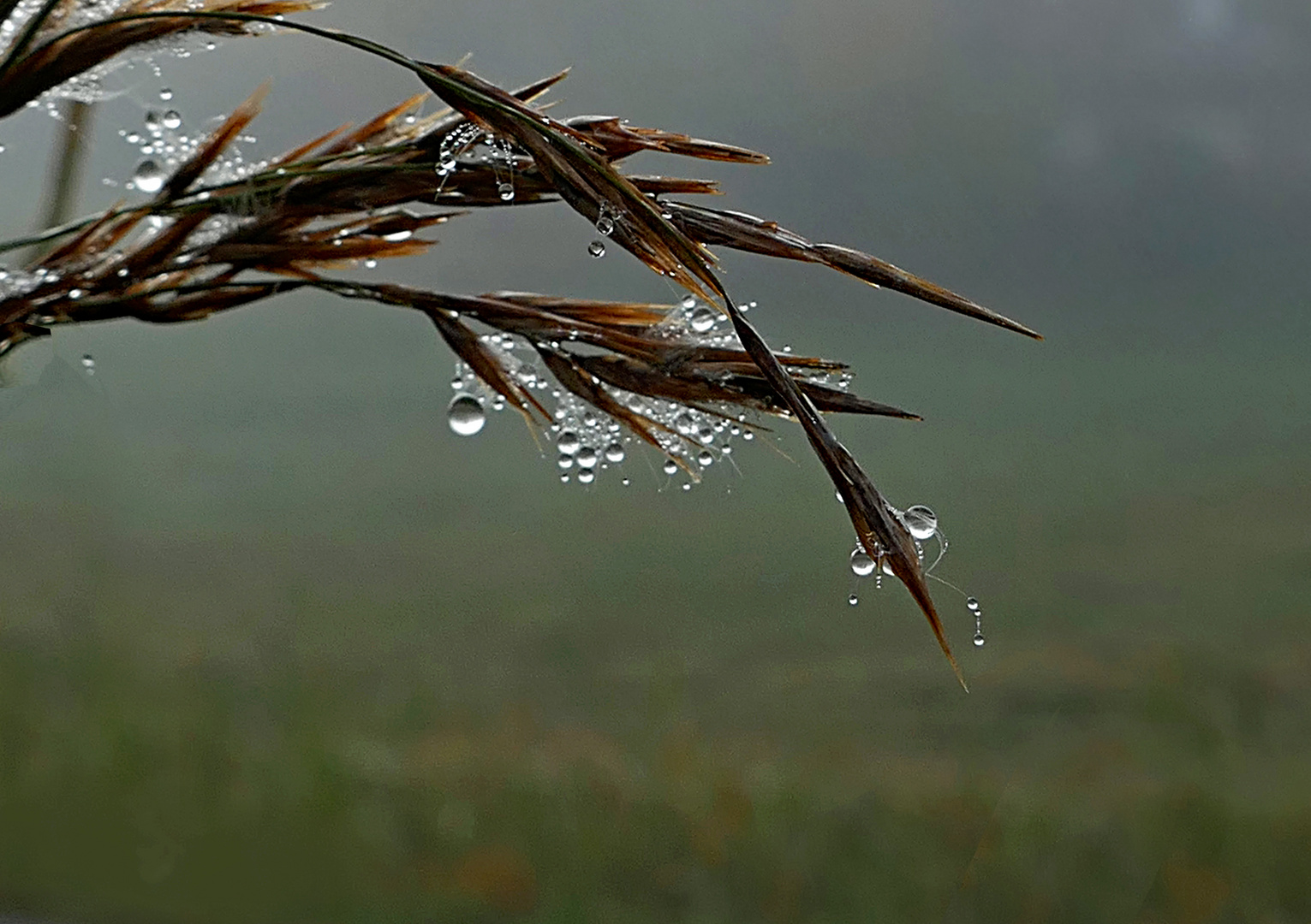 Morgentau im Nebel