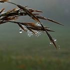 Morgentau im Nebel