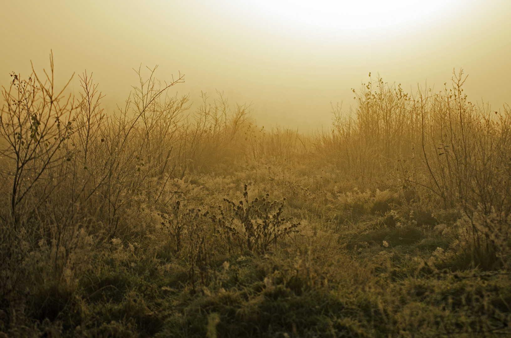 Morgentau im nebeligen Moor