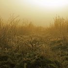 Morgentau im nebeligen Moor