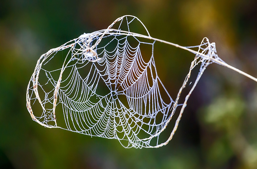 Morgentau im Netz der Spinne