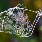 Morgentau im Netz der Spinne