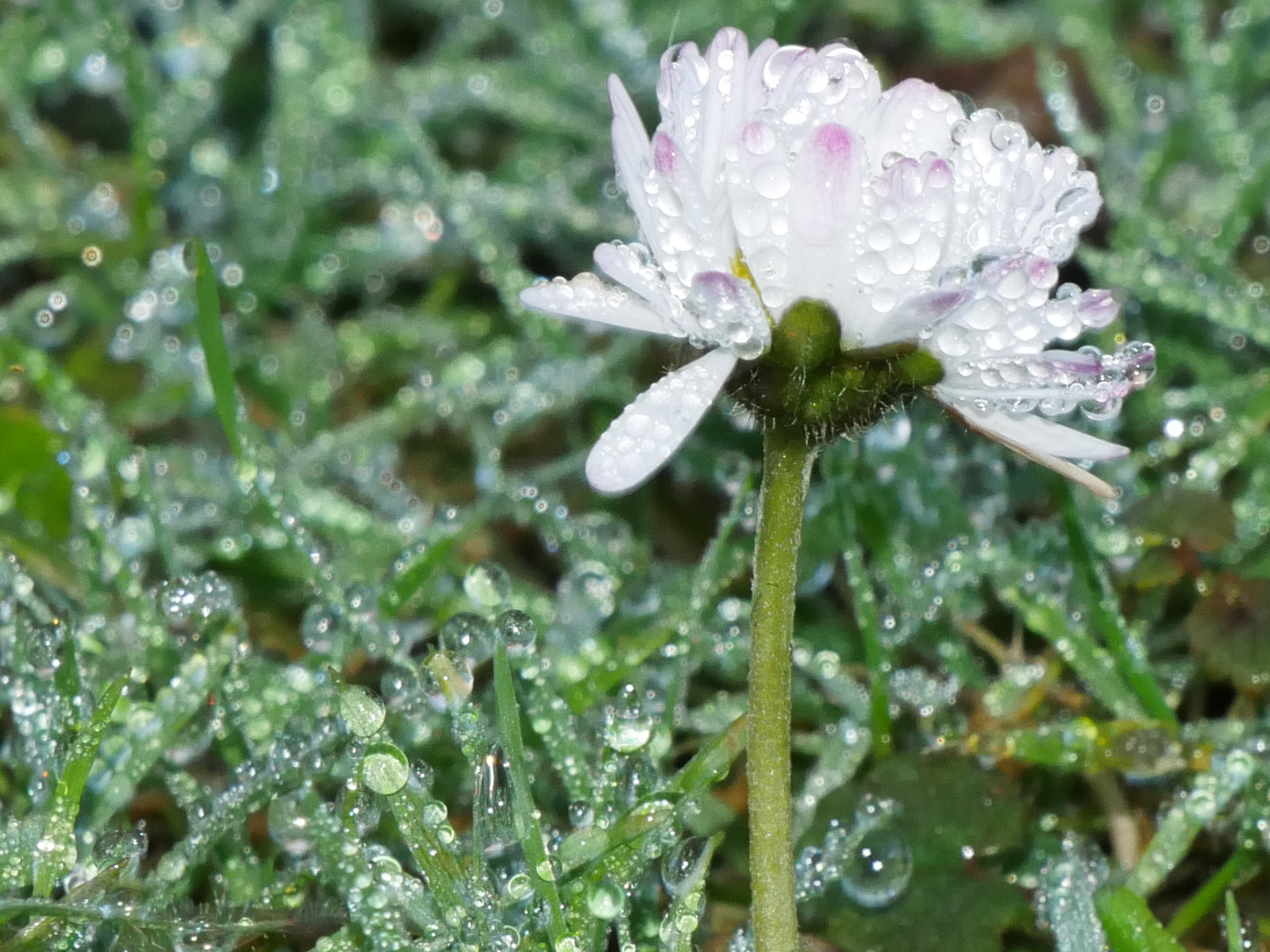 Morgentau im November