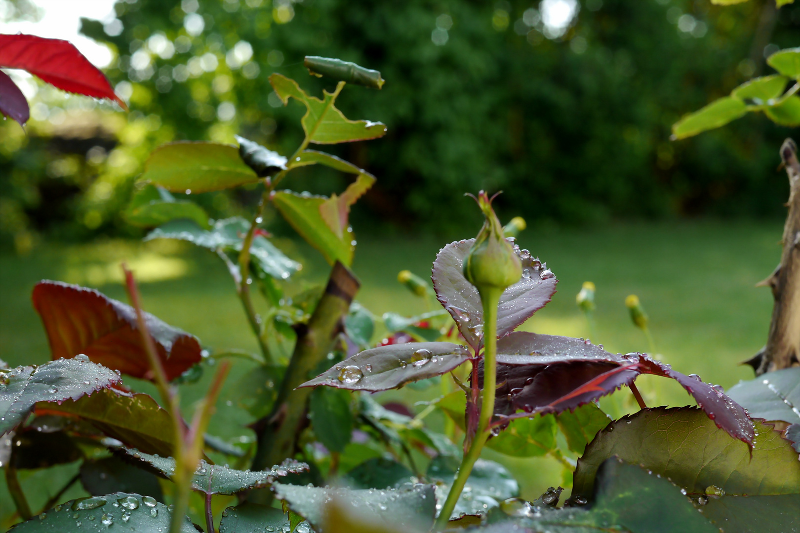 Morgentau im Rosenbeet