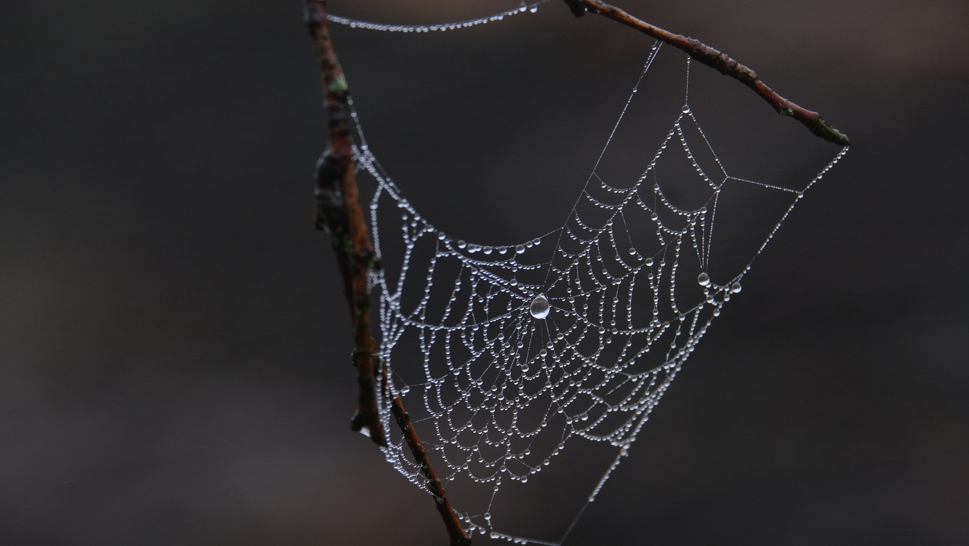 Morgentau im Spinnennetz