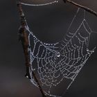 Morgentau im Spinnennetz