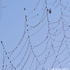 Morgentau im Spinnennetz