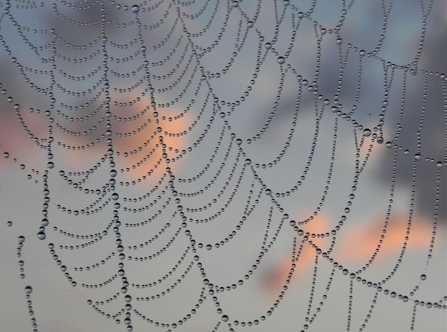 Morgentau im Spinnennetz