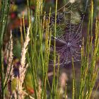 Morgentau im Spinnennetz
