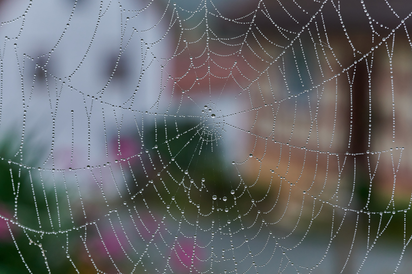 Morgentau im Spinnennetz