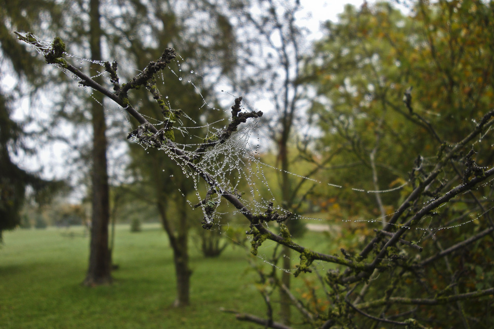 Morgentau im Spinnennetz