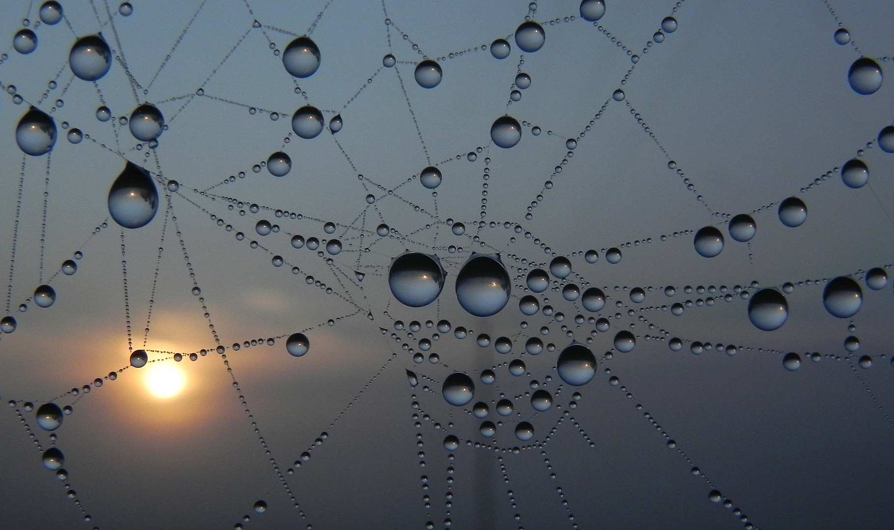 Morgentau im Spinnennetz