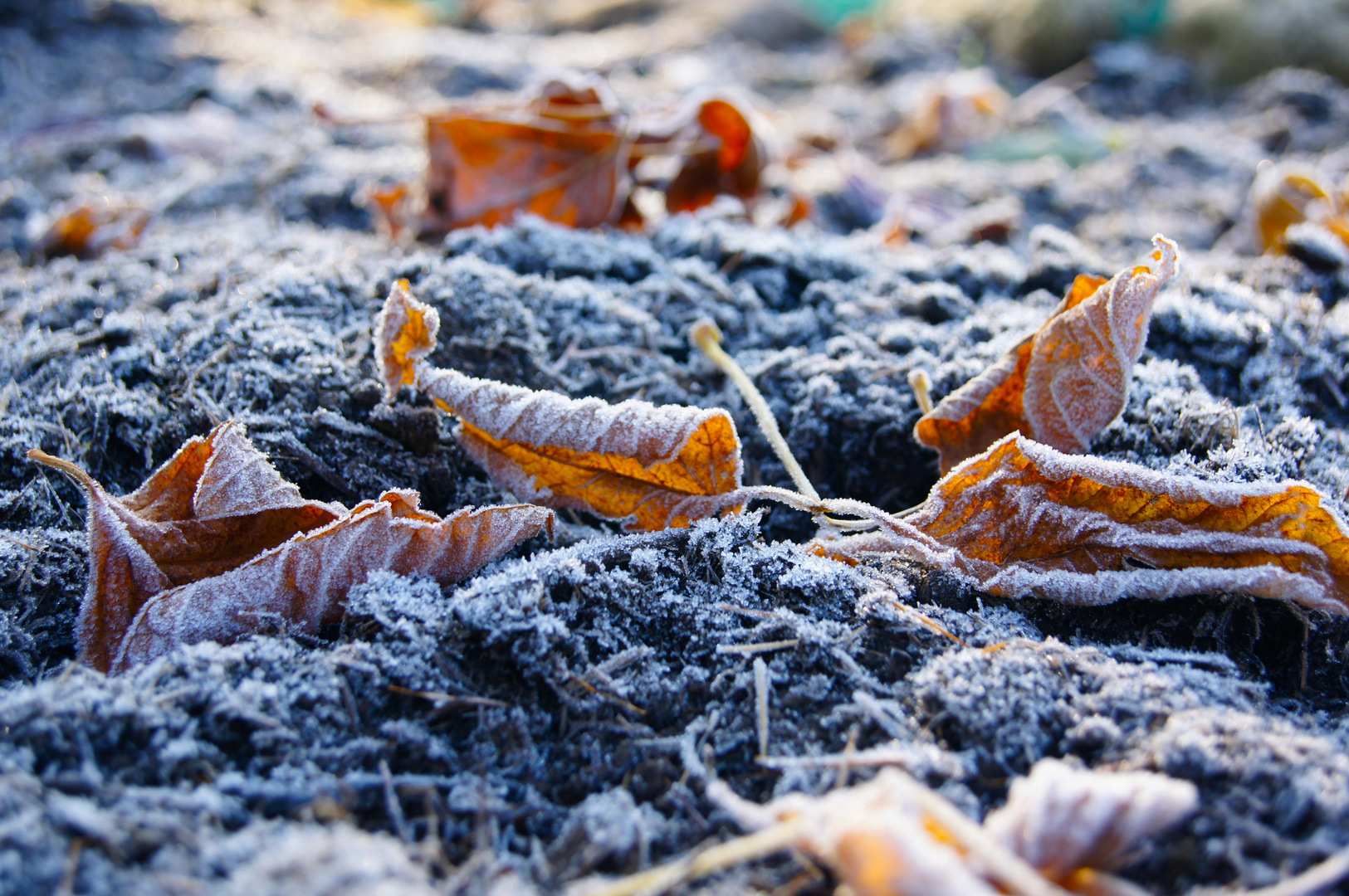 Morgentau im Winter