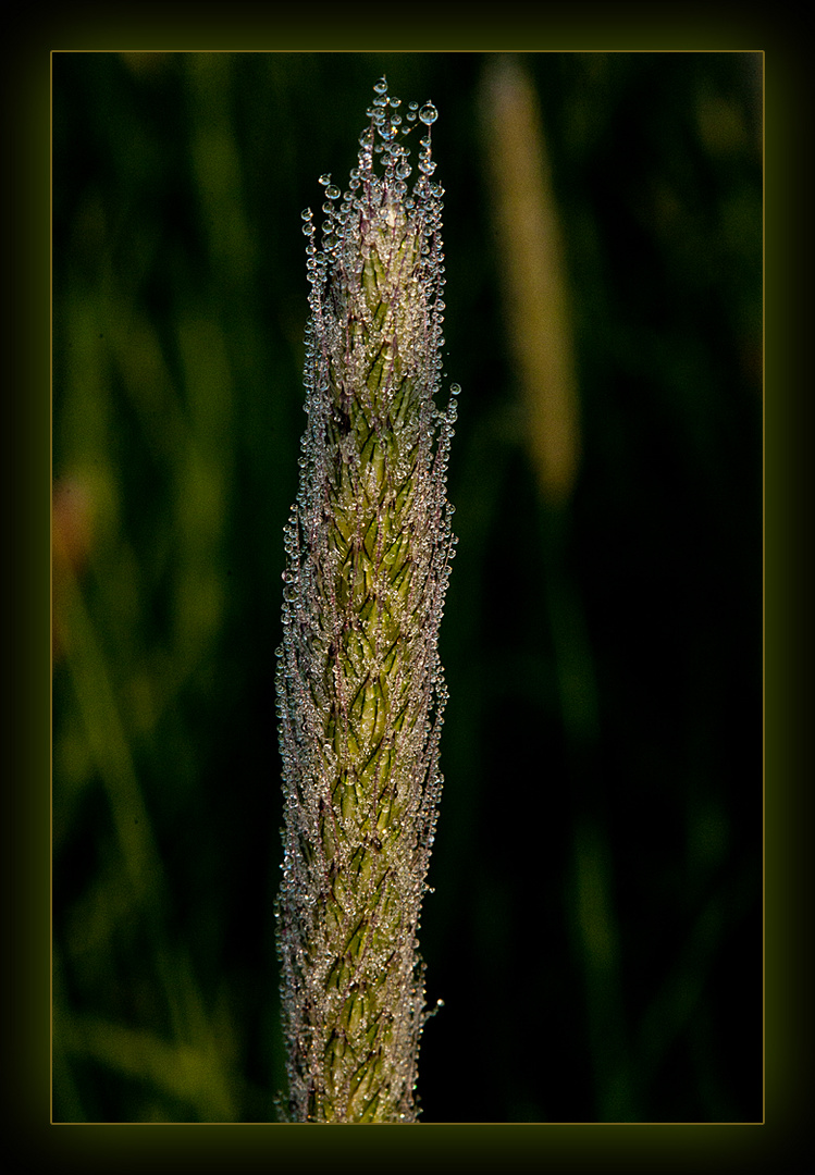 Morgentau in der Heide