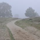 Morgentau in der Westruper Heide in Haltern am See 3