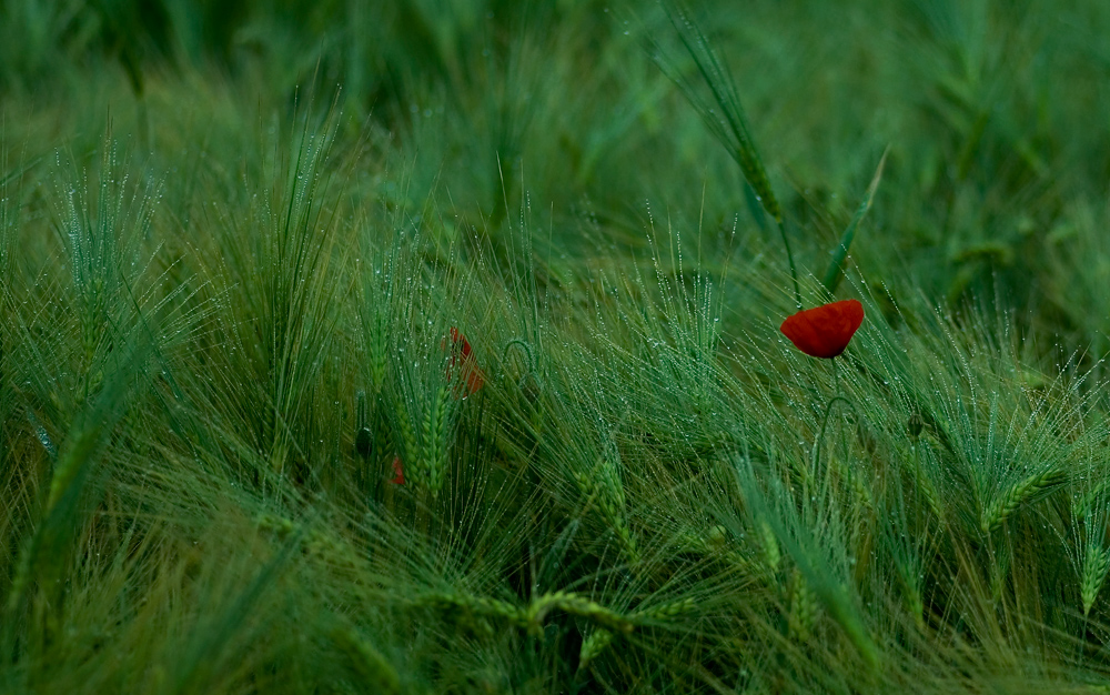 Morgentau in Rot und Grün