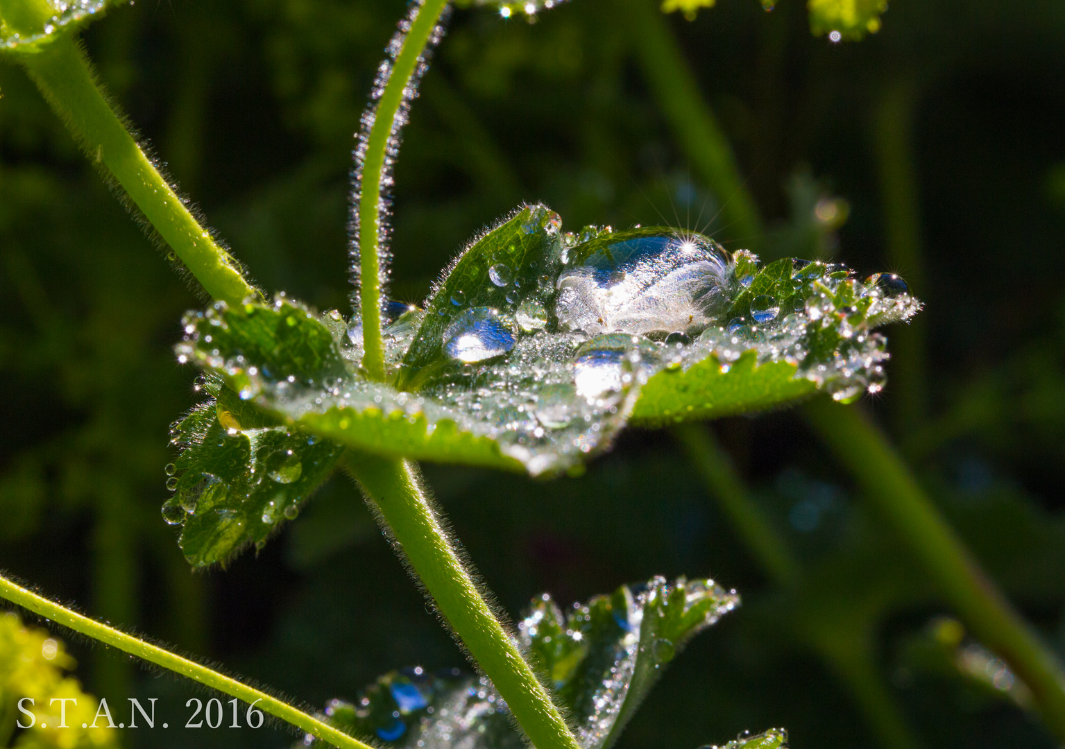 Morgentau in unserem Garten