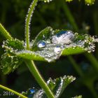 Morgentau in unserem Garten