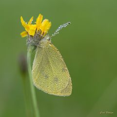 Morgentau - Kleiner Kohlweißling (Pieris rapae)