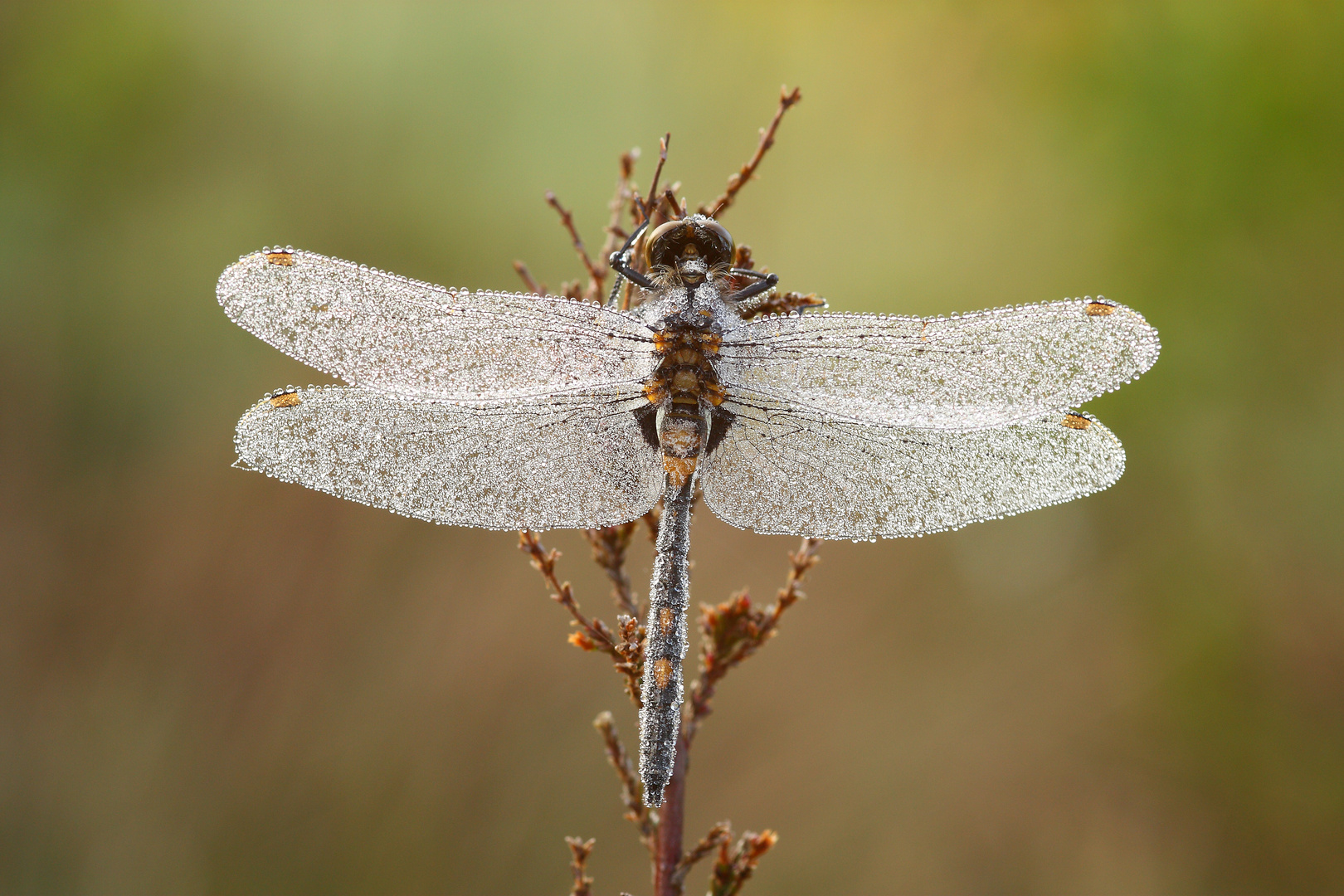 Morgentau Libelle