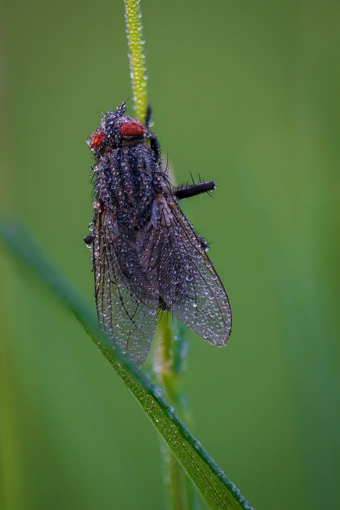 Morgentau mit Fliege