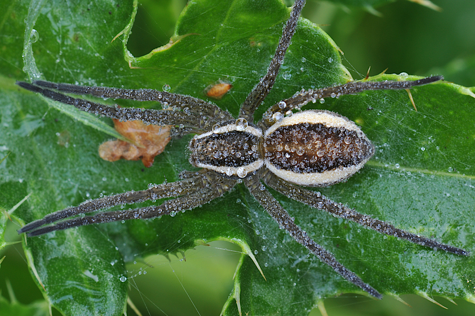 MORGENTAU mit GERANDETER JAGDSPINNE !