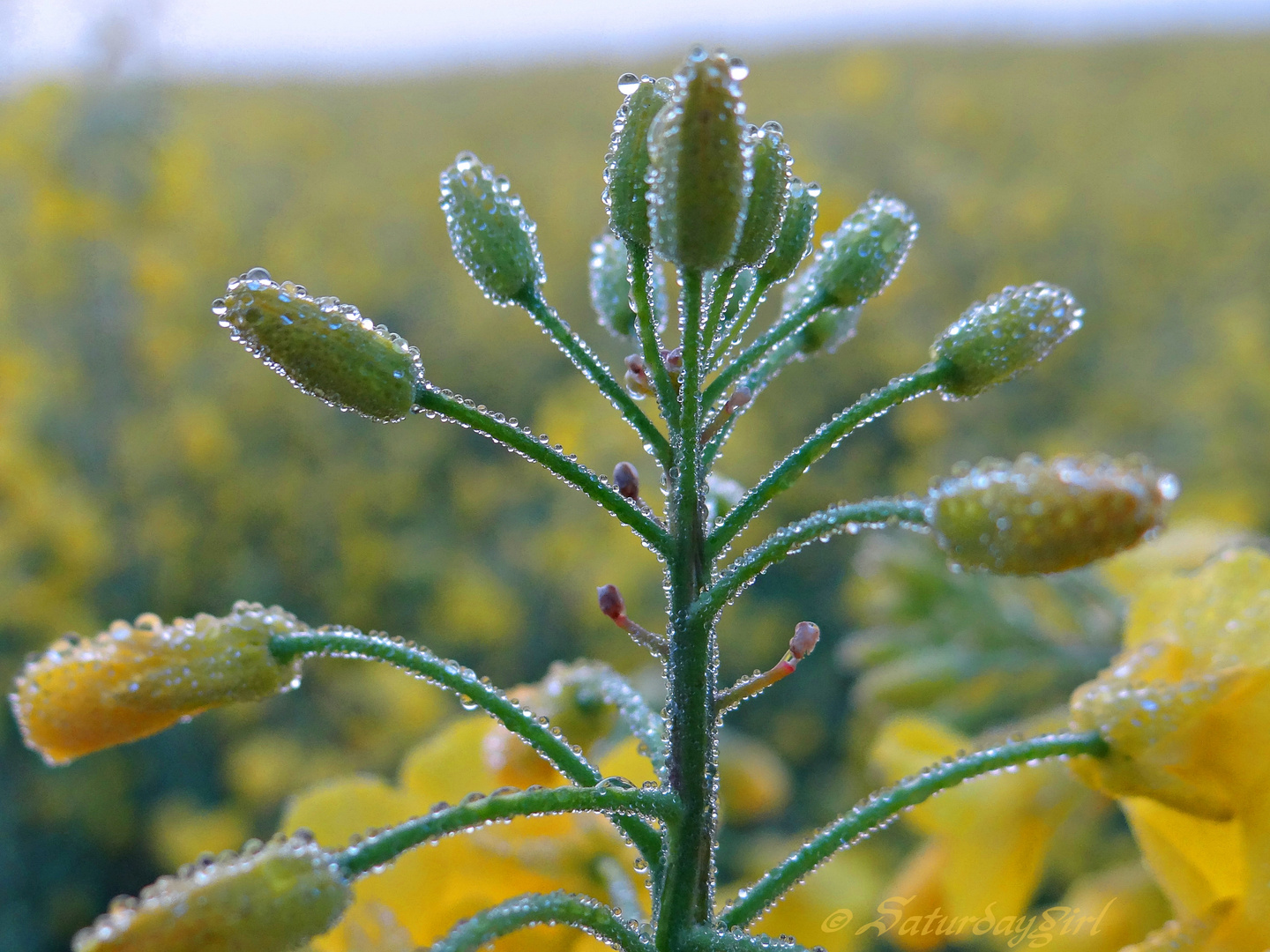 Morgentau / Morning dew