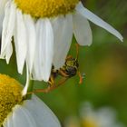 Morgentau:  Polistes sp. , Feldwespe