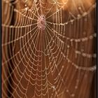 Morgentau, Tröpchen im Spinnennetz