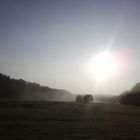 Morgentau über den Wiesen