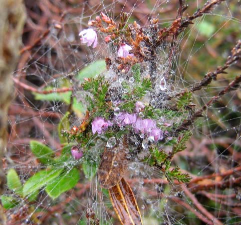 Morgentau und Spinnennetz