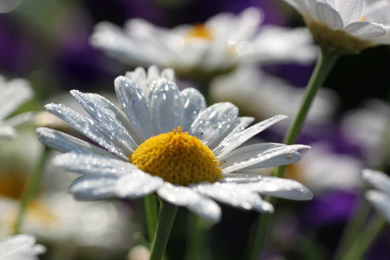 Morgentauperlchen auf Margerite