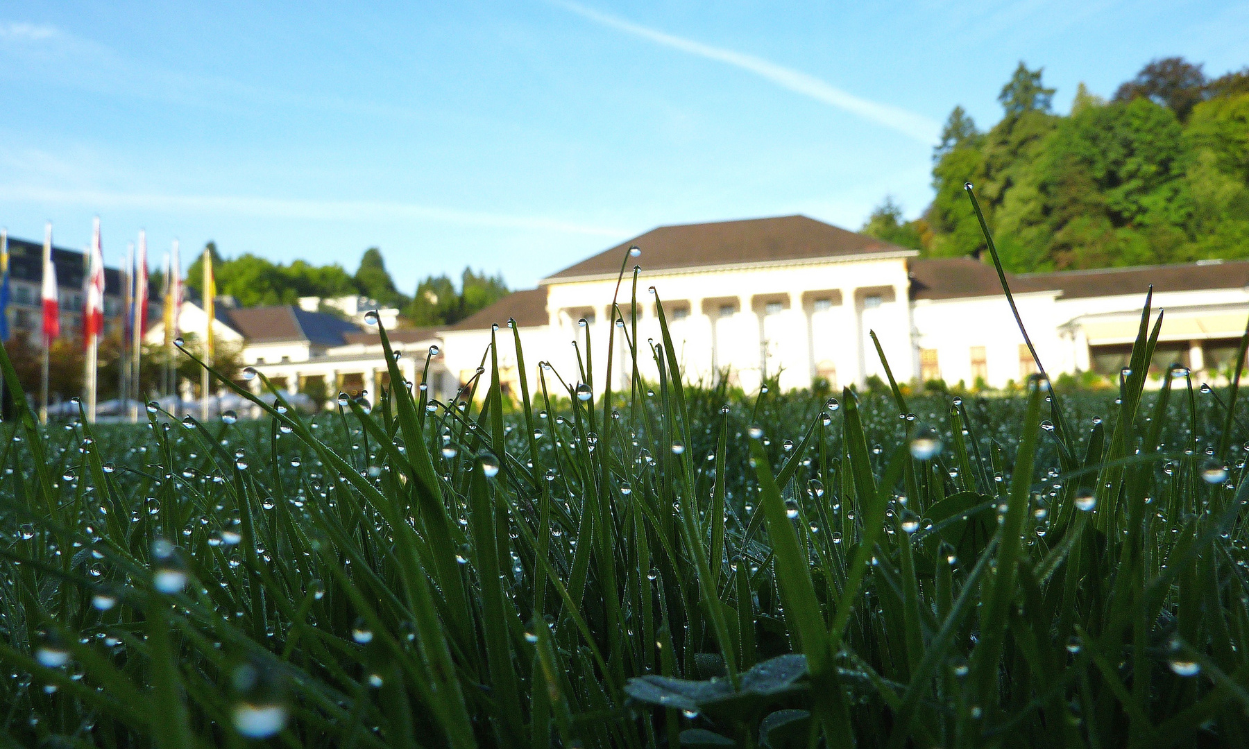 Morgentautropfen auf dem grünen Gras