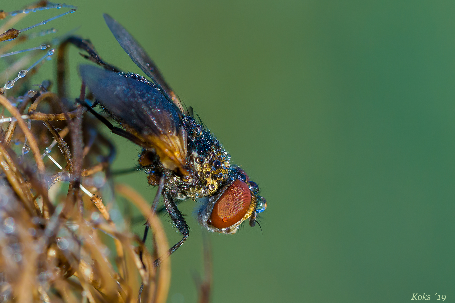 Morgentautropfenfliege