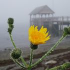 morgentliche Beobachtung an einer Mole in Nova Scotia