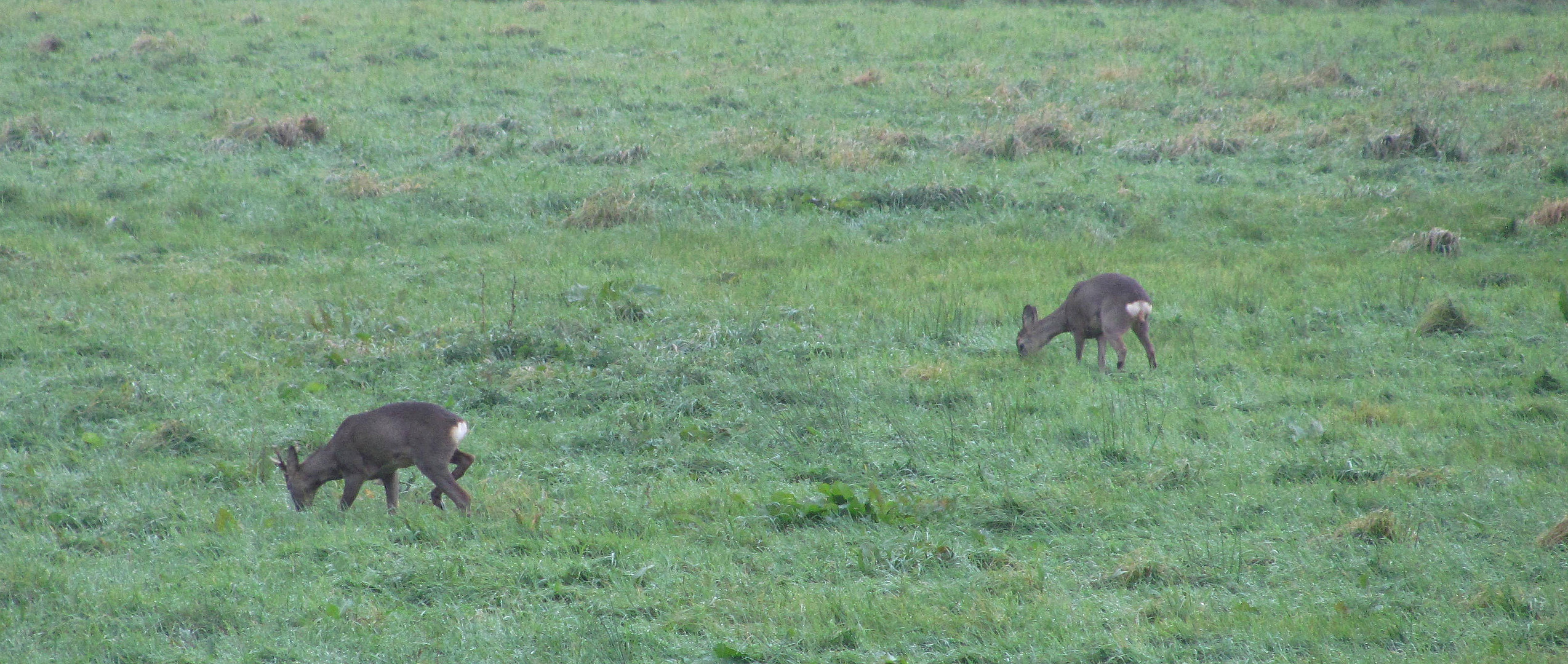 Morgentliche Besucher