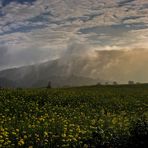 Morgentliche Blüten Landschaft mit Nebel