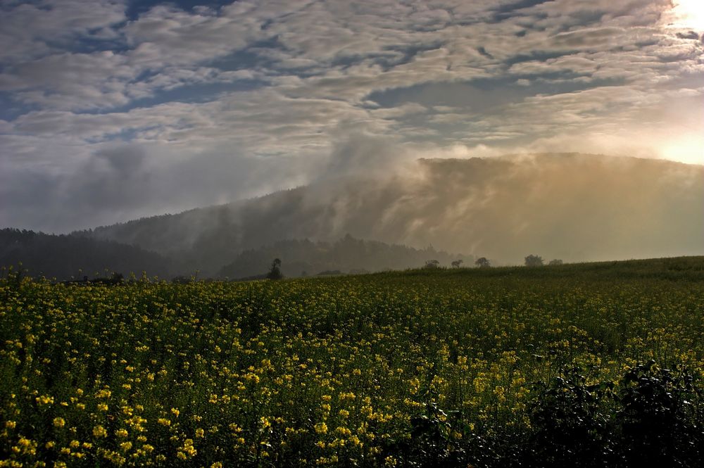 Morgentliche Blüten Landschaft mit Nebel