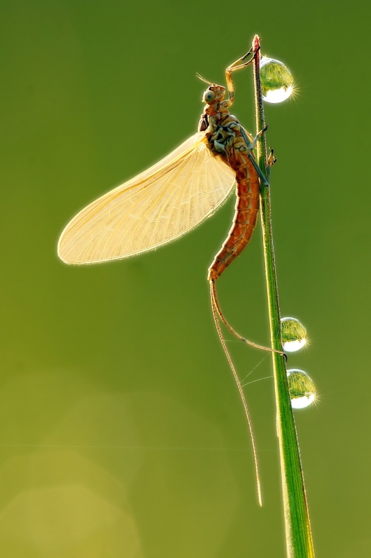 morgentliche Eintagsfliege