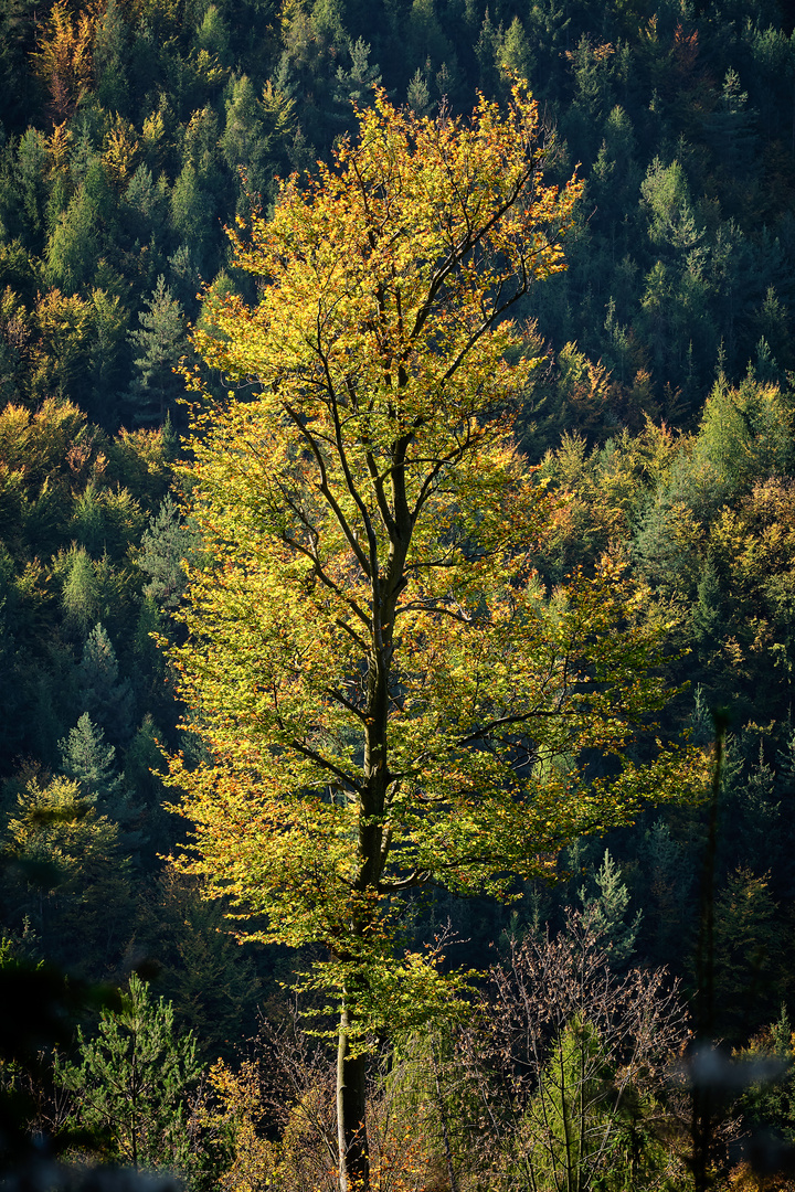 Morgentliche Herbststimmung