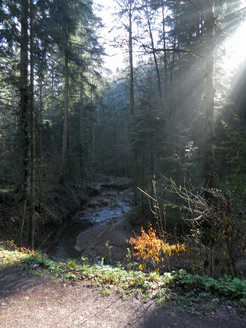 Morgentliche Sonnenstrahlen