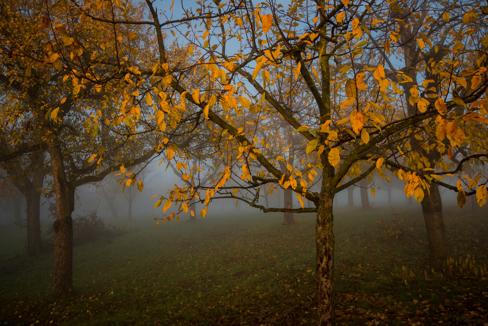 morgentliche Streuobstwiesen Herbststimmung