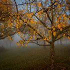 morgentliche Streuobstwiesen Herbststimmung