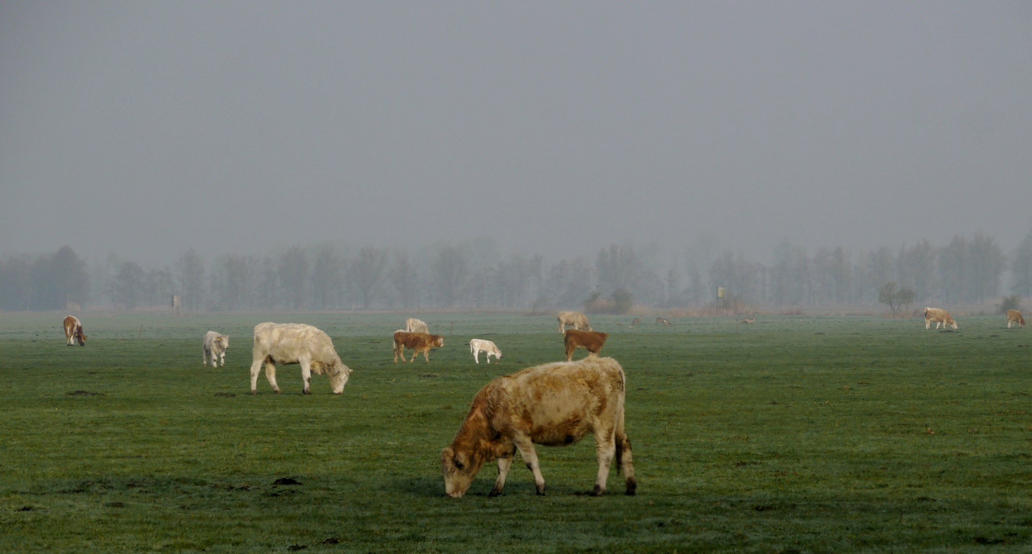 Morgentliche Weidelandschaft