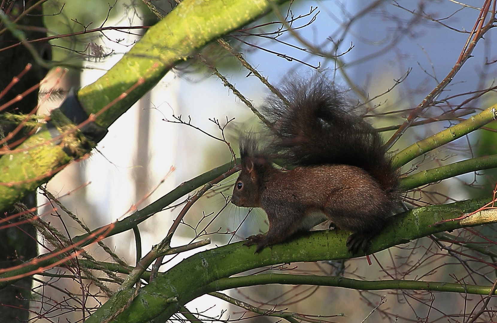 morgentlicher Besucher