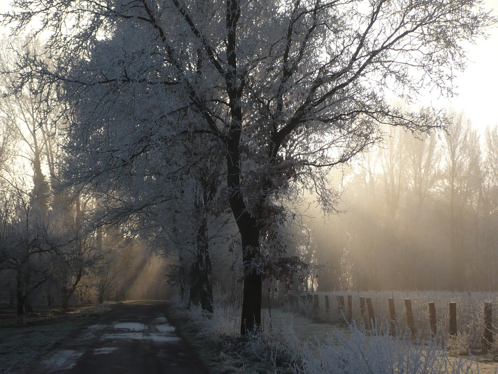 morgentlicher Frost