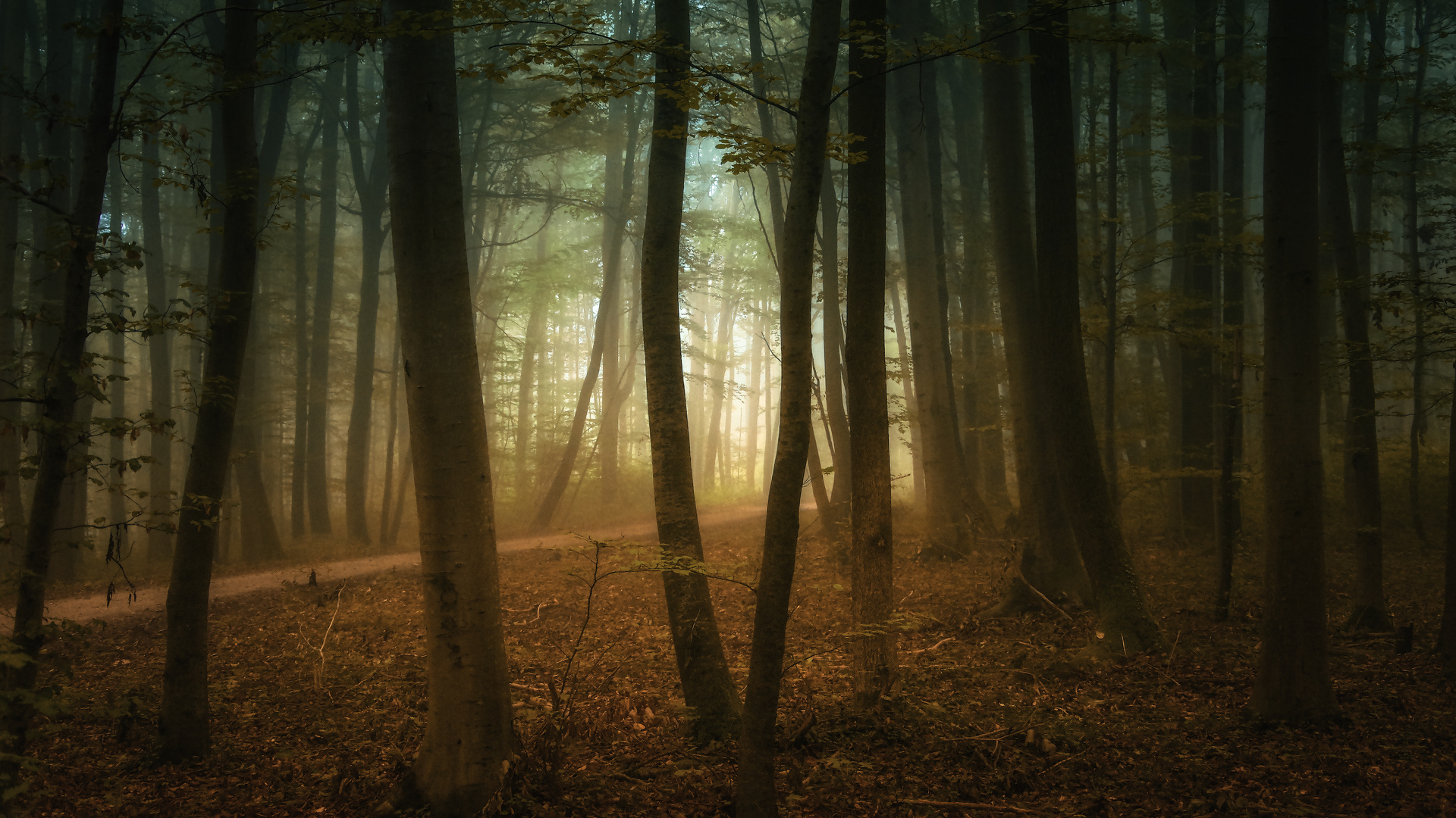 Morgentlicher Herbstwald
