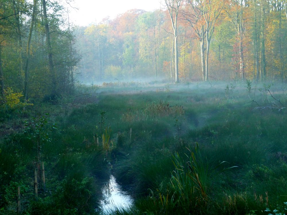 Morgentlicher Nebel über den Bungtbach